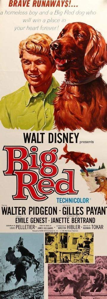 Big Red (1962) original movie poster for sale at Original Film Art - Vintage Movie Posters